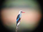 Martin-chasseur à tête griseGrey-headed Kingfisher