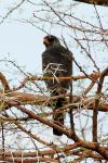 Autour gabar / Gabar Goshawk