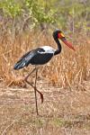 Jabiru d'Afrique / Saddle-billed Stork