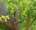 Autour Gabar juvénile / Gabar Goshawk juvenile