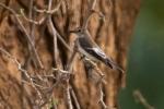 Pied Flycatcher / Gobemouche noir