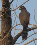 Gabar Goshawk