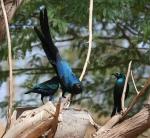 Choucador à longue queue / Long-t Glossy Starling