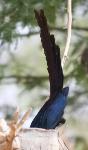 Choucador à longue queue / Long-t Glossy Starling