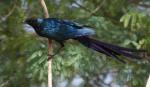 Choucador à longue queue / Long-t Glossy Starling