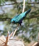 Choucador à oreillons blues/Gr Blue-eared Starling