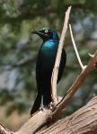 Choucador à oreillons blues/Gr Blue-eared Starling