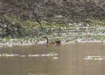 Grébifoulque d'Afrique / African Finfoot