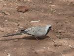 Tourterelle masquée / Namaqua Dove