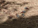 Astrild queue-de-vinaigre / Lavender Waxbill