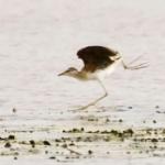 Jacana nain / Lesser Jacana