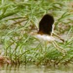 Jacana nain / Lesser Jacana