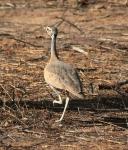 Outarde du Sénégal / White-bellied Bustard