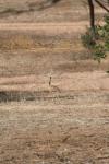 Outarde du Sénégal / White-bellied Bustard