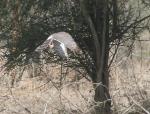 Autour Gabar / Gabar Goshawk