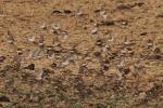 Red-billed Quelea