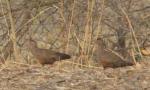 Poulette de rocher / Stone Partridge