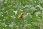 Euplecte vorabé / Yellow-crowned Bishop