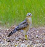 Busard des sauterelles / Grasshopper Buzzard