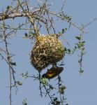 Tisserin gendarme / Village Weaver