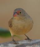 Amarante du Sénégal / Red-billed Firefinch