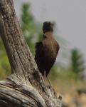 Traquet brun femelle / Northern Anteater Chat fem