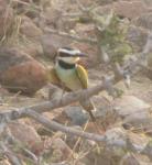 Guêpier à gorge blanche / White-throated Bee-eater