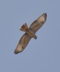 Buse d'Afrique / Red-necked Buzzard