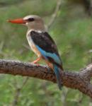 Martin-chasseur à tête griseGrey-headed Kingfisher