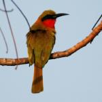 Guêpier à gorge rouge / Red-throated Bee-eater