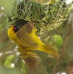 Tisserin vitellin / Vitelline Masked Weaver