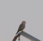 Faucon ardoisé / Grey Kestrel