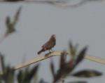 Busautour des sauterelles / Grasshopper Buzzard