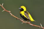 Euplecte vorabé / Yellow-crowned Bishop