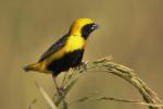 Euplecte vorabé / Yellow-crowned Bishop