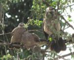 Cratérope brun / Brown Babbler