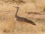 Outarde arabe / Arabian Bustard