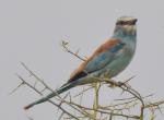 Rollier d'Abyssinie / Abyssinian Roller