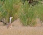 Outarde arabe / Arabian Bustard