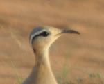 Courvite isabelle / Cream-coloured Courser