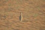 Courvite isabelle / Cream-coloured Courser