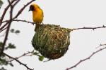 Tisserin vitellin / Vitelline Masked Weaver