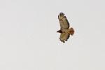 Buse d'Afrique / Red-necked Buzzard