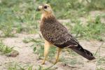 Busautour des sauterelles / Grasshopper Buzzard