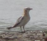 Glaréole grise / Grey Pratincole