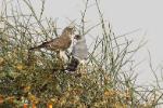 Autour gabar / Gabar Goshawk