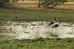 Spatule d'Afrique / African Spoonbill