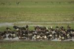 Oie-armée de Gambie / Spur-winged Goose