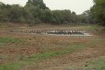 Oie-armée de Gambie / Spur-winged Goose