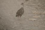 Francolin de Clapperton / Clapperton's Francolin